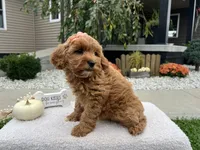 Allie , a female Miniature Goldendoodle for sale in Goshen, IN – 4 of 6