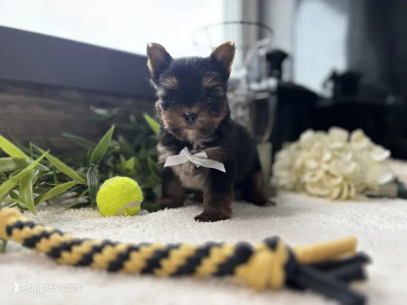 Peter  – Yorkshire Terrier puppy for sale in Goshen, IN