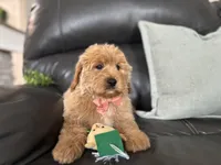 Mathias , a male Miniature Goldendoodle for sale in Goshen, IN – Photo 3 of 6