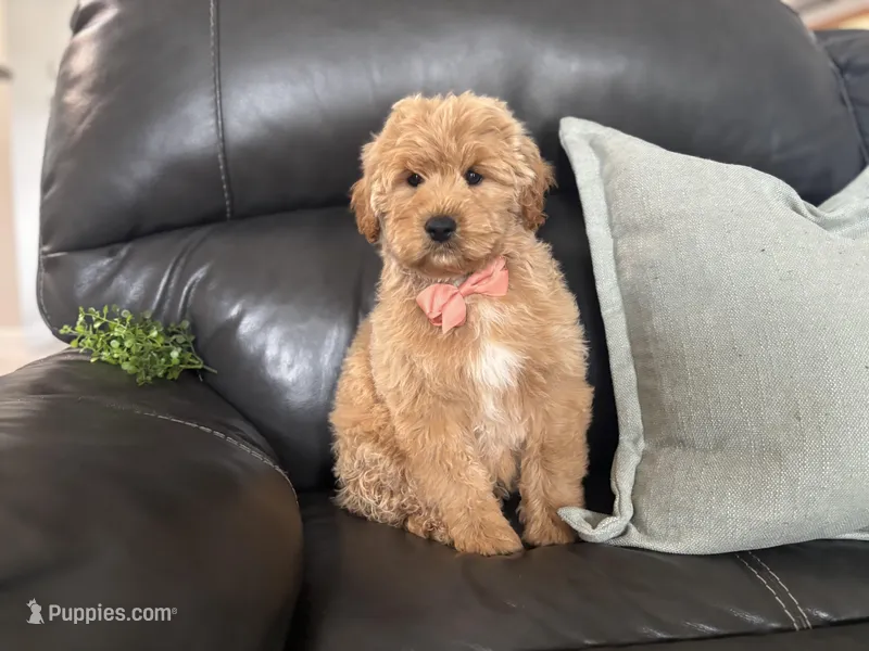 Mathias  – Miniature Goldendoodle puppy for sale in Goshen, IN