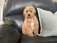 Mathias , a male Miniature Goldendoodle for sale in Goshen, IN – Photo 1 of 6