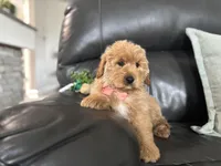 Mathias , a male Miniature Goldendoodle for sale in Goshen, IN – Photo 2 of 6