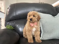 Mathias , a male Miniature Goldendoodle for sale in Goshen, IN – Photo 4 of 6