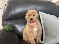 Mathias , a male Miniature Goldendoodle for sale in Goshen, IN – Photo 6 of 6