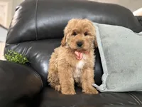Mathias , a male Miniature Goldendoodle for sale in Goshen, IN – Photo 5 of 6