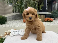 Bella , a female Miniature Goldendoodle for sale in Goshen, IN – 1 of 8