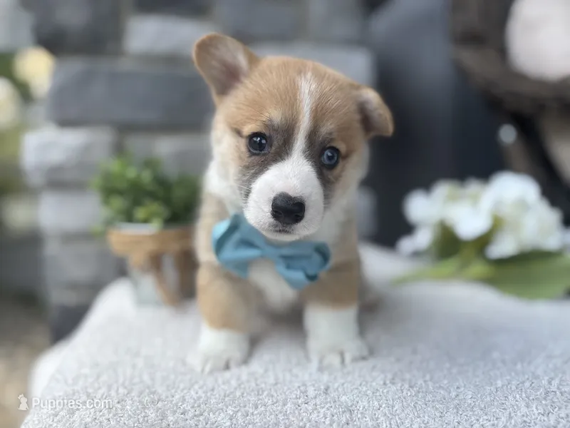 Liam – Pembroke Welsh Corgi puppy for sale in Goshen, IN