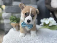 Liam, a male Pembroke Welsh Corgi for sale in Goshen, IN – 1 of 5