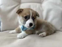 Liam, a male Pembroke Welsh Corgi for sale in Goshen, IN – 3 of 5