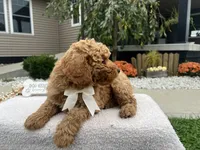 Bobby , a female Miniature Goldendoodle for sale in Goshen, IN – 5 of 7