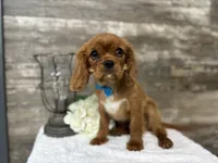 Winston , a male Cavalier King Charles Spaniel for sale in Goshen, IN – 6 of 7