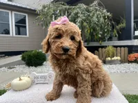 Abby , a female Miniature Goldendoodle for sale in Goshen, IN – 7 of 7