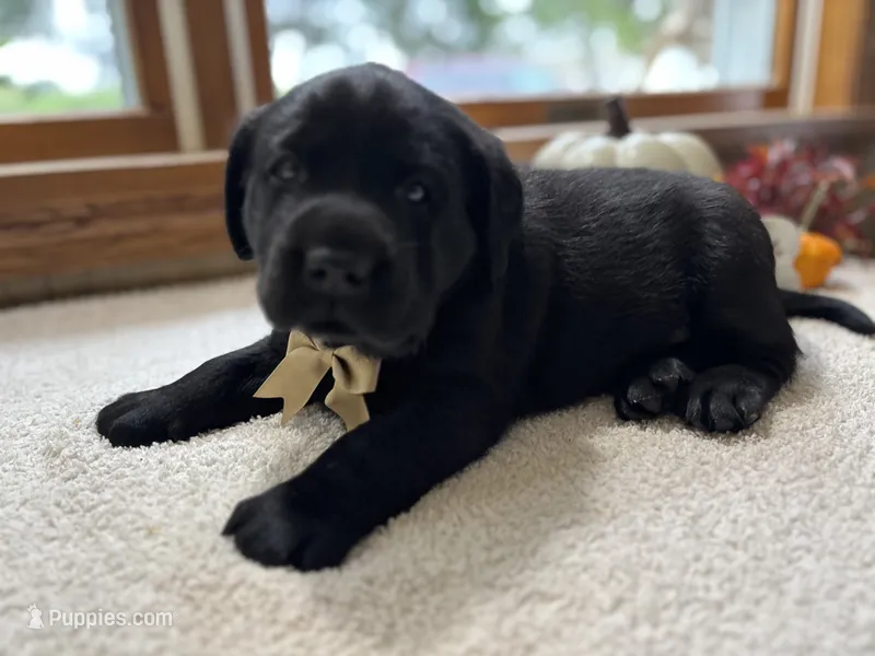 Mac  – Labrador Retriever puppy for sale in Goshen, IN