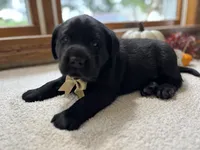 Mac , a male Labrador Retriever for sale in Goshen, IN – 1 of 4