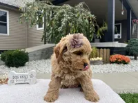Barbie , a female Miniature Goldendoodle for sale in Goshen, IN – 7 of 8
