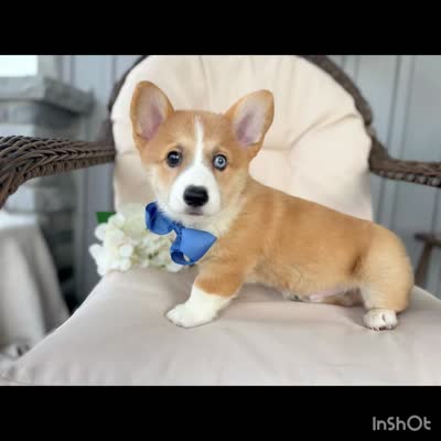 Liam, a male Pembroke Welsh Corgi for sale in Goshen, IN – 4 of 4