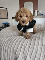 Jack F2B Mini Goldendoodle, a male Miniature Goldendoodle for sale in Madison, WI – 3 of 10