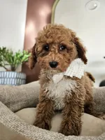 Cinnamon Crumb - Mini Poodle, a female Poodle - Toy  for sale in Madison, WI – Photo 1 of 2
