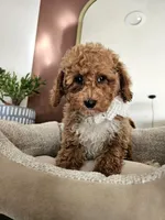 Cinnamon Crumb - Mini Poodle, a female Poodle - Toy  for sale in Madison, WI – Photo 2 of 2