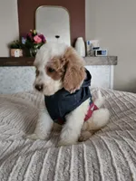Casper F2B Mini Goldendoodle , a male Miniature Goldendoodle for sale in Madison, WI – 3 of 3