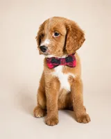 Rodeo (REDUCED) Med Mini Goldendoodle Flat Coat, a male Miniature Golden Retriever and Miniature Goldendoodle for sale in Madison, WI – 2 of 6