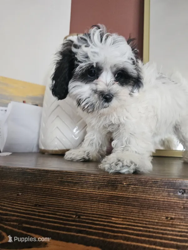 Beau - Shihpoo  Teddy Bear $600 – Shih Tzu, Poodle - Toy  puppy for sale in Madison, WI