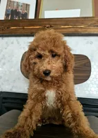 Harvest - F2BB FEMALE Mini Goldendoodle, a female Miniature Goldendoodle for sale in Madison, WI – 2 of 8