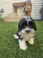 Oreo -  F1B Cavapoo, a female Cavapoo for sale in Madison, WI – 3 of 3