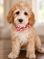 Birch - F1BB Mini Goldendoodle, a female Miniature Goldendoodle for sale in Madison, WI – 3 of 3