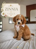 Zinnia - F1B Cavapoo, a female Cavapoo for sale in Madison, WI – 1 of 1