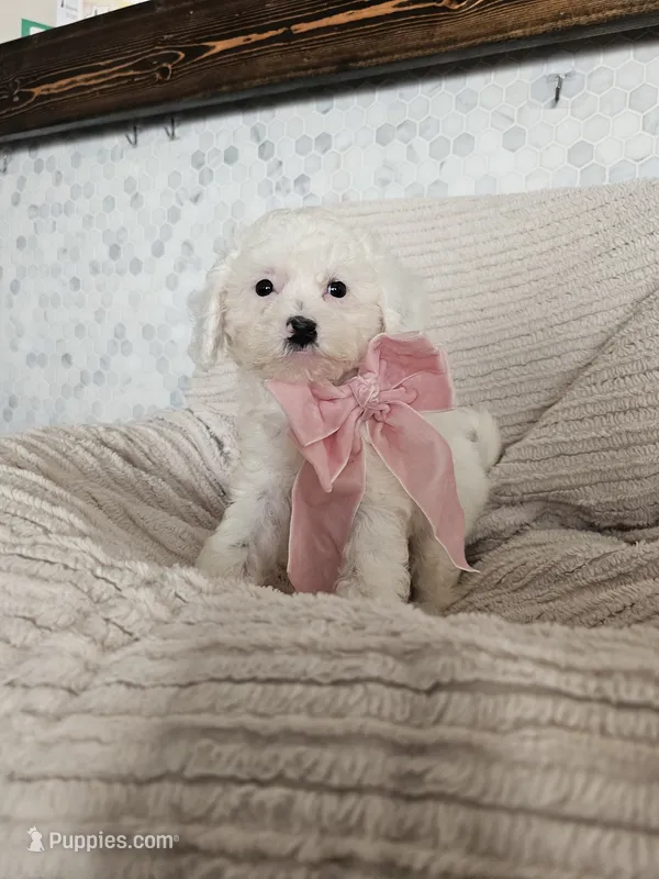 Dottie - Toy Shihpoo Teddy Bear – Shih Tzu, Poodle - Toy  puppy for sale in Madison, WI