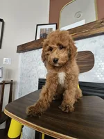 Harvest - F2BB FEMALE Mini Goldendoodle, a female Miniature Goldendoodle for sale in Madison, WI – 5 of 8