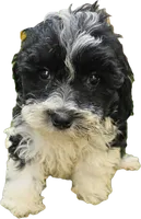 Oreo -  F1B Cavapoo, a female Cavapoo for sale in Madison, WI – 2 of 3