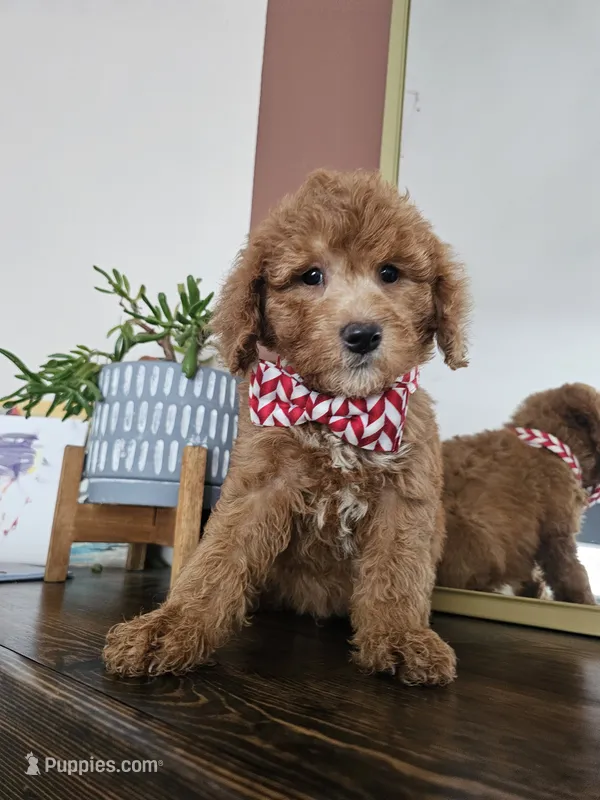 F1B Mini Goldendoodle - MALE Trained – Miniature Goldendoodle puppy for sale in Madison, WI