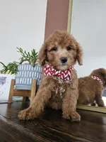 F1B Mini Goldendoodle - MALE Trained, a male Miniature Goldendoodle for sale in Madison, WI – 1 of 4