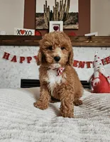 Arrow - F1B Goldendoodle, a male Miniature Goldendoodle for sale in Madison, WI – Photo 1 of 4