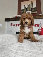 Arrow - F1B Goldendoodle, a male Miniature Goldendoodle for sale in Madison, WI – Photo 3 of 4