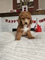 Arrow - F1B Goldendoodle, a male Miniature Goldendoodle for sale in Madison, WI – Photo 2 of 4