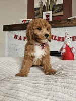 Arrow - F1B Goldendoodle, a male Miniature Goldendoodle for sale in Madison, WI – Photo 4 of 4