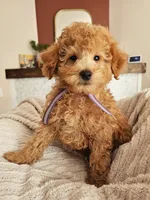Whoodle _ REDUCED, a male Whoodle for sale in Madison, WI – 4 of 5