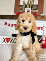 Belle - Med Goldendoodle, a female Goldendoodle and Miniature Goldendoodle for sale in Madison, WI – Photo 3 of 6