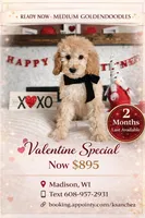 Belle - Med Goldendoodle, a female Goldendoodle and Miniature Goldendoodle for sale in Madison, WI – Photo 1 of 6