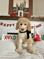 Belle - Med Goldendoodle, a female Goldendoodle and Miniature Goldendoodle for sale in Madison, WI – Photo 5 of 6