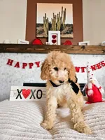 Belle - Med Goldendoodle, a female Goldendoodle and Miniature Goldendoodle for sale in Madison, WI – Photo 4 of 6