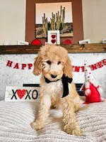 Belle - Med Goldendoodle, a female Goldendoodle and Miniature Goldendoodle for sale in Madison, WI – Photo 2 of 6