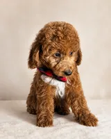 Graham • Micro Mini Goldendoodle TRAINED, a male Miniature Goldendoodle for sale in Madison, WI – 3 of 6