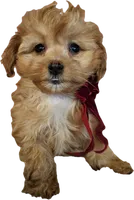 processed/222de05d-5564-42e4-b9b2-e3b540110408/listing/1a6e2ea2-9334-46a8-97d8-0627fb6e6bc8/dbcff421-5573-4ecc-aea1-d1e4b7bee377