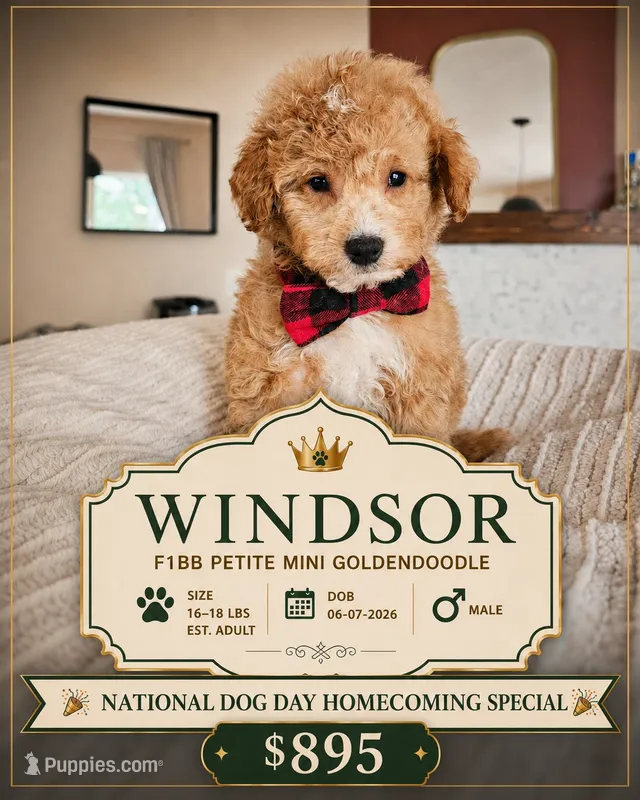 Windsor | Petite Mini F1BB Goldendoodle | Trained | $895 – Miniature Goldendoodle puppy on hold in Madison, WI