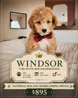 Windsor | Petite Mini F1BB Goldendoodle | Trained | $895, a male Miniature Goldendoodle for sale in Madison, WI – 1 of 2