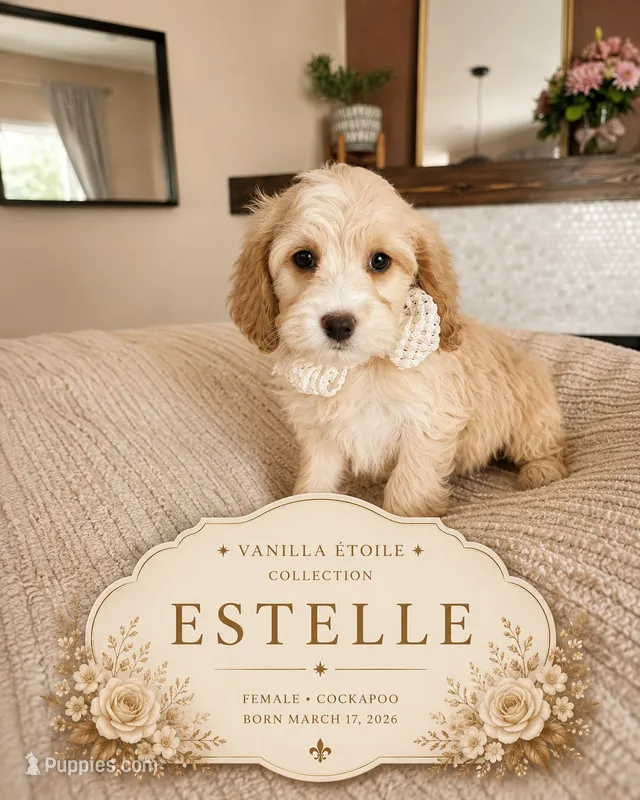 Estelle - F1 Cockapoo – Cockapoo puppy for sale in Madison, WI